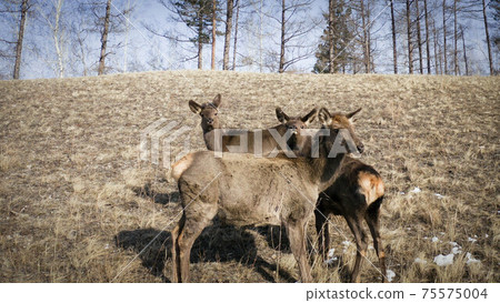 Red deer herd in the snow. 75575004
