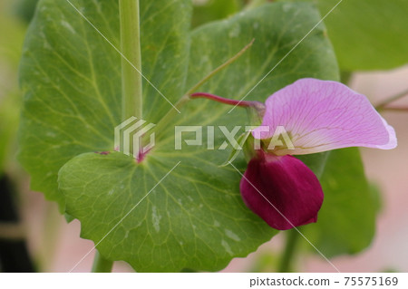 Tutankhamen, a type of peas that produces beautiful flowers 75575169