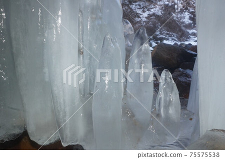 Ice bamboo shoots at Yokotani Gorge 75575538