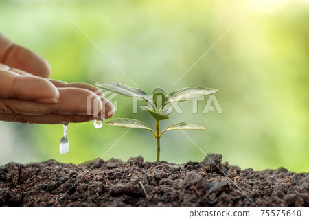 Man planting seeds and watering small plants on green background world environment day concept. Man planting seeds and watering small plants on green background world environment day concept. 75575640