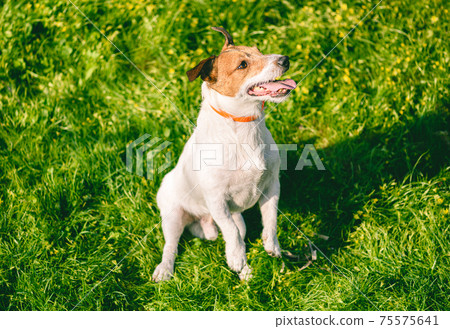 Happy dog wearing anti flea and tick collar safely playing on spring sunny day outdoor 75575641