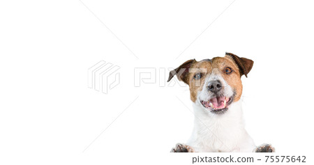 Portrait of happy smiling Jack Russell Terrier dog leaning with paws on edge Portrait of happy smiling Jack Russell Terrier dog leaning with paws on edge 75575642