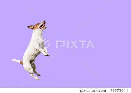 Active and agile dog jumping high on solid color purple background Active and agile dog jumping high on solid color purple background 75575644