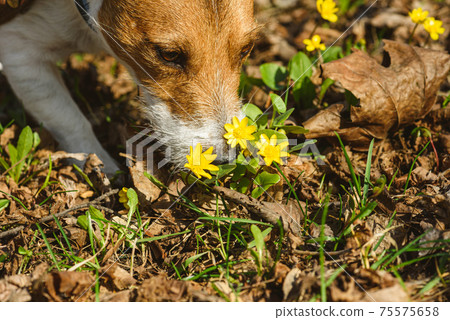 Dog enjoys sunny warm day sniffing first spring flowers Dog enjoys sunny warm day sniffing first spring flowers 75575658