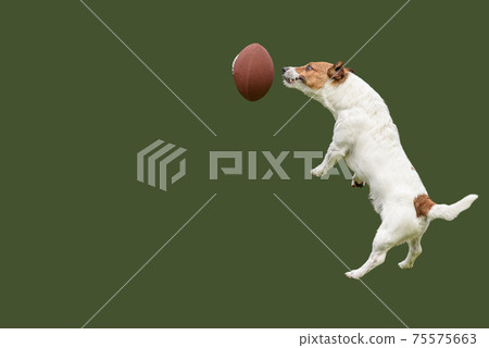 funny american football rugby dog, Stock image