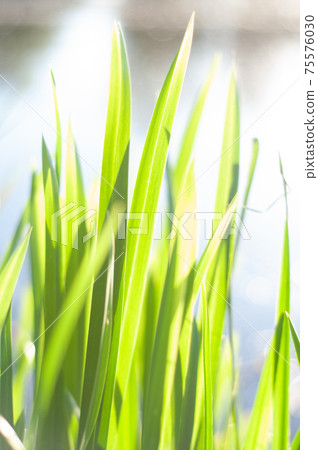 Blurred background, young long leaves of green reed, Blurred background, young long leaves of green reed, 75576030