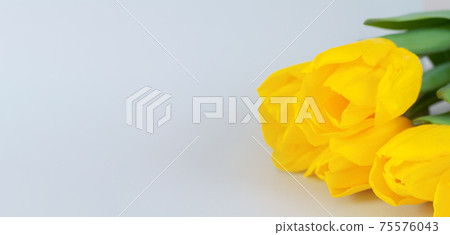Bouquet of yellow tulips on gray background close-up Bouquet of yellow tulips on gray background close-up 75576043