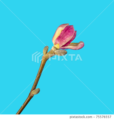 Beautiful branch of white and pink magnolia flower isolated on blue background, copy space, top view, flat lay. Spring flowers. Square banner. Beautiful branch of white and pink magnolia flower isolated on blue background, copy space, top view, flat lay. Spring flowers. Square banner. 75576557