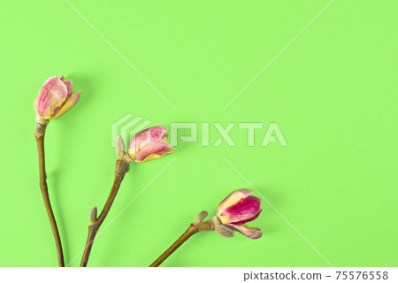 Three beautiful branches of white and pink magnolia flower isolated on green background, copy space, top view, flat lay. Spring flowers. Banner with copy space. 75576558