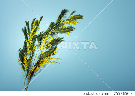 Branch of Acacia dealbata, the silver wattle, blue wattle and mimosa isolated on blue background. Spring celebration concept banner with copy space Branch of Acacia dealbata, the silver wattle, blue wattle and mimosa isolated on blue background. Spring celebration concept banner with copy space 75576560