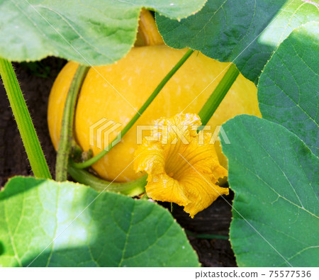 Orange pumpkins growing in the garden Orange pumpkins growing in the garden 75577536