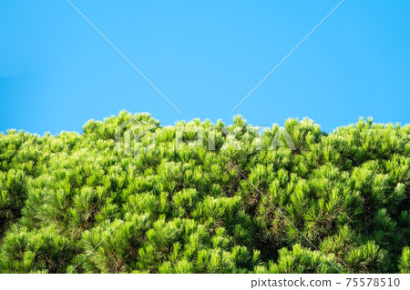 Green pine tree with long needles on a background of blue sky. Freshness, nature, concept. Green pine tree with long needles on a background of blue sky. Freshness, nature, concept. 75578510