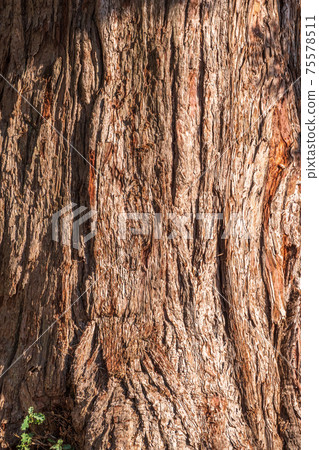 Texture of the bark of Giant Sequoiadendron tree 75578511