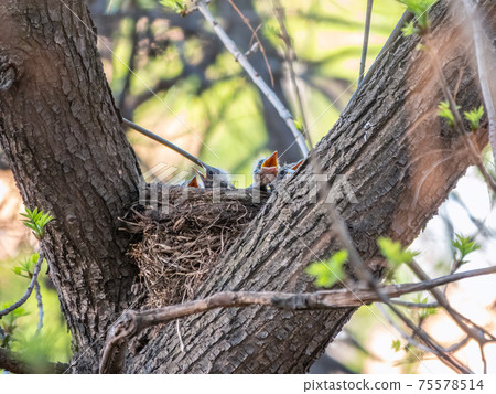 Chicks of Thrush fieldfare, Turdus pilaris, in a nest 75578514