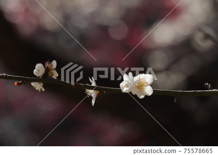 White plum White plum 75578665