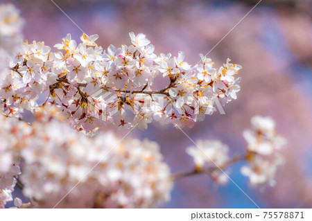 [Up] Cherry blossoms and blue sky in Komoro [Nagano Prefecture] 75578871