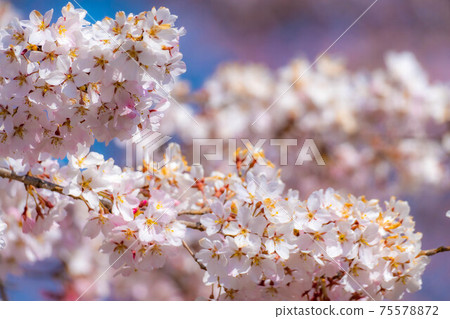 [上]懷舊花園裡的櫻花和藍天[長野縣] 75578872