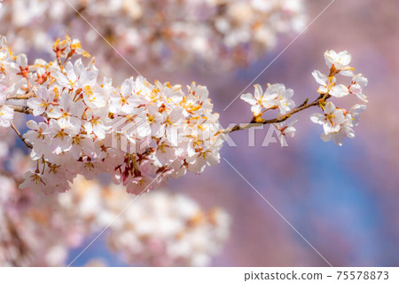 [上]懷舊花園裡的櫻花和藍天[長野縣] 75578873