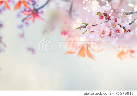 almond tree bloom almond tree bloom 75579015