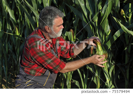 Farmer or agronomist inspecting corn field Farmer or agronomist inspecting corn field 75579494