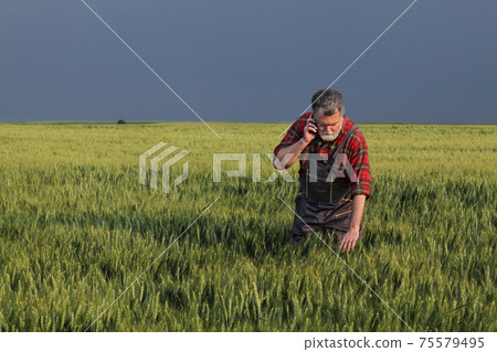 Farmer in green wheat field in spring examining quality and using cell phone Farmer in green wheat field in spring examining quality and using cell phone 75579495