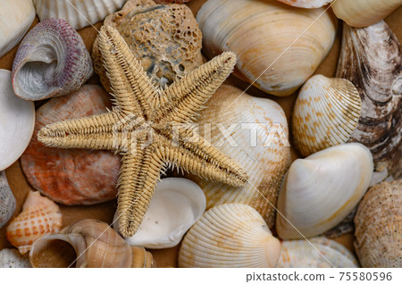 Seashells of various shapes and types. Background Seashells of various shapes and types. Background 75580596