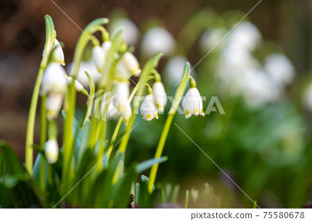 Close up view of small snowdrops flowers growing among dry leaves in forest. First spring plants in woods. Close up view of small snowdrops flowers growing among dry leaves in forest. First spring plants in woods. 75580678