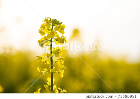Close up detail of blooming yellow rapeseed plants in agricultural farm field in spring. 75580951