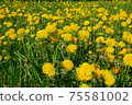 Lots of flowering dandelion in spring sunny day 75581002