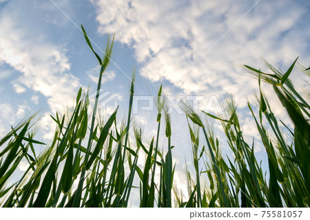 Close up of green wheat heads growing in agricultural field in spring. 75581057