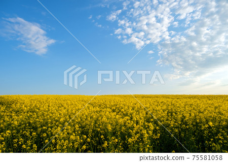 Landscape with blooming yellow rapeseed agricultural field and blue clear sky in spring. 75581058