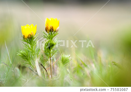 Close up of small yellow wild flower blooming in green spring field. 75581087