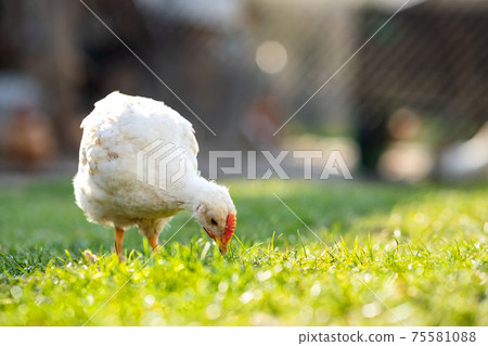 Hen feed on traditional rural barnyard. Close up of chicken standing on barn yard with green grass. Free range poultry farming concept. 75581088