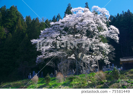 Ichimotozakura-Nidanda's Flowering Sakura Ichimotozakura-Nidanda's Flowering Sakura 75581449
