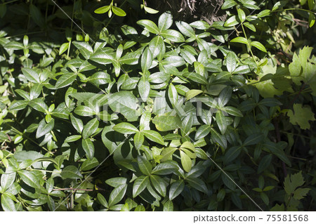 Creeping myrtle or dwarf periwinkle plants with shiny green leaves outdoors on sunny day. Ornamental gardening concept. Creeping myrtle or dwarf periwinkle plants with shiny green leaves outdoors on sunny day. Ornamental gardening concept. 75581568