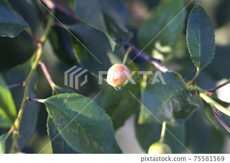 Close-up of tree twig with small ripening apples and green leaves on sunny day. Gardening concept. 75581569