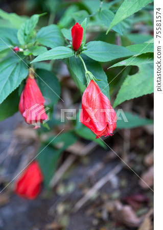 Close-up Sleeping hibiscus in the garden Close-up Sleeping hibiscus in the garden 75581574