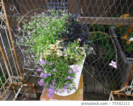 Group planting of various flowers Group planting of various flowers 75582111
