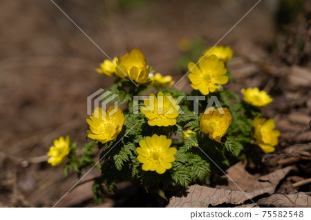 阿穆爾山(Amur adonis)和春光盛開在山的西南山脊的底部。 阿穆爾山(Amur adonis)和春光盛開在山的西南山脊的底部。 75582548