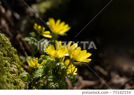 阿穆爾山（Amur adonis）和春光盛開在山的西南山脊的底部。 75582559