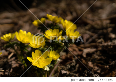 阿穆爾山（Amur adonis）和春光盛開在山的西南山脊的底部。 75582560