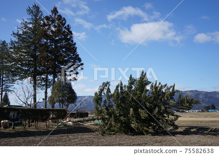 Fir tree logging 75582638