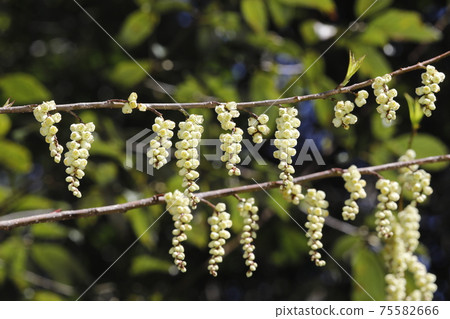 Kiboshi之花 75582666