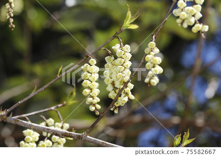 Flower of Kiboshi 75582667