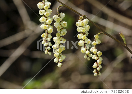 Kiboshi之花 75582668