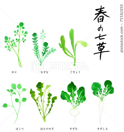 Spring seven herbs, seven herbs gayu watercolor illustration Spring seven herbs, seven herbs gayu watercolor illustration 75582850