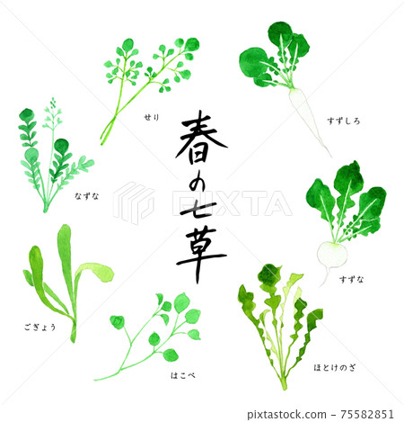 Spring seven herbs, seven herbs gayu watercolor illustration 75582851