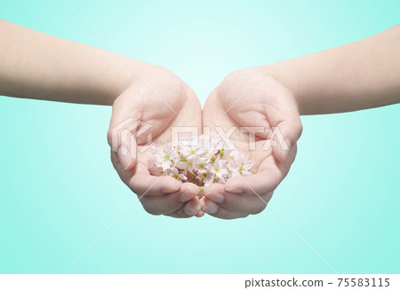 Cherry petals on palm Cherry petals on palm 75583115