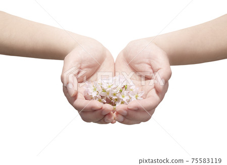 在棕櫚的櫻桃瓣 75583119