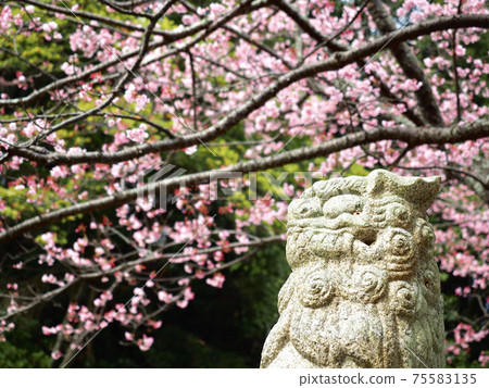 愛媛縣的三島神社和淡紅色的冷櫻花 愛媛縣的三島神社和淡紅色的冷櫻花 75583135